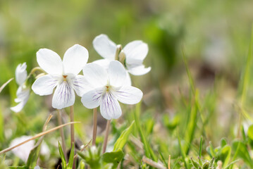 野原に咲く白いアリアケスミレ
