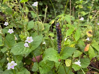 Creative nature background a caterpillar has a beautiful colors