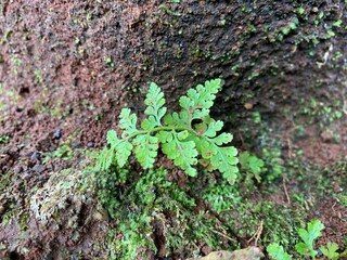 Creative nature background Cystopteris fragilis growing