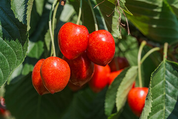 Close-up of fresh, juicy ripe cherries on the tree