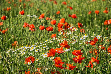Close-up of red poppies in the Rheingau