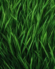 Fototapeta premium Lush Green Grass Texture Bathed in Gentle Natural Sunlight