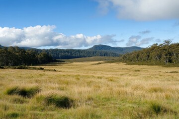 Fototapeta premium Expansive grassland and bush forest landscape in central plateau of Tasmania under a clear blue sky, Grassland and bush forest in central plateau of Tasmania highland area