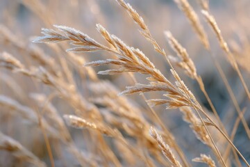 Fototapeta premium Frost Covered Wild Grass Blades in Early Winter Morning Light