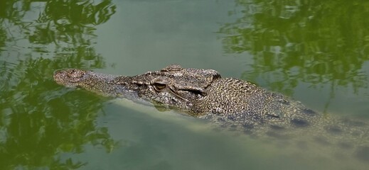 alligator in a pond