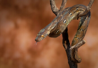Pitón reticulada serpiente