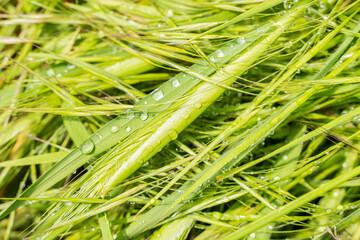 Water drops on light green grass.