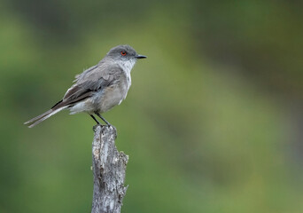 Obraz premium Diucon ave