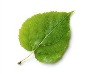 Obraz premium Vibrant green leaf isolated on a bright white background. Nature's beauty showcased in detail.