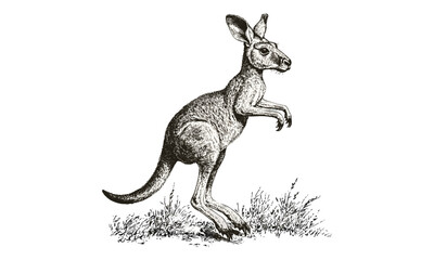 Vintage Kangaroo Sketch, Hand-drawn Wildlife Art, Monochrome Etching of Hopping Mammal, Old Engraving Style, Australian Nature Illustration, retro animal print