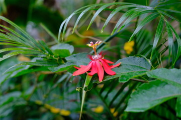 Bright Red Tropical Flower with Morning Dew Against Green Leaves