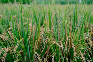 Brown Rice Ears Against Green Grass with Morning Dew Drops