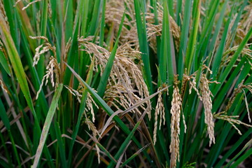 Brown Rice Ears Against Green Grass with Morning Dew Drops