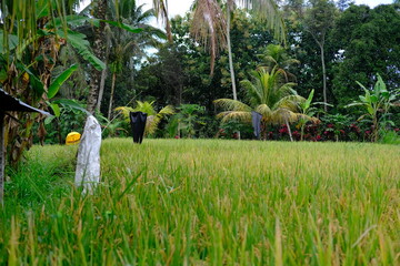 Rice Fields with Colorful Bird-Scaring Ribbons and Palm Trees in Background