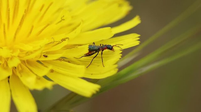 Insecto Cyrtosus comiendo en flor de diente de le&oacute;n, Alcoy, Espa&ntilde;a