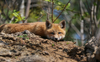 young red fox in forest
