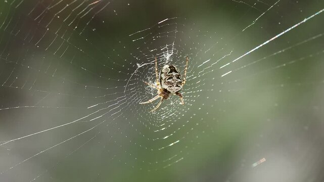 Ara&ntilde;a juvenil Araneus diadematus mecida por el viento en su tela de ara&ntilde;a, Alcoy, Espa&ntilde;a