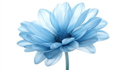 Fototapeta premium Isolated blue flower on white study in simplicity and natural beauty single
