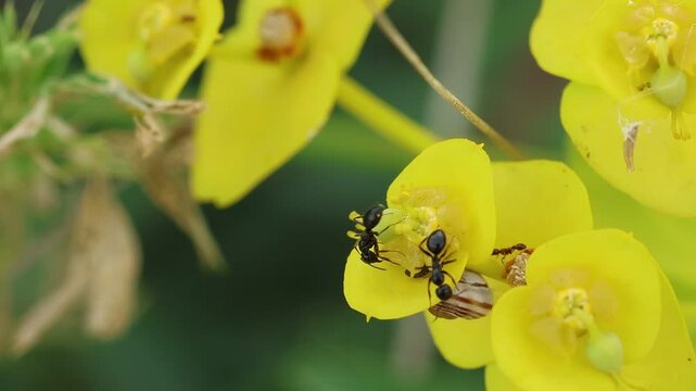 Hormiga negra de jard&iacute;n (Lasius niger) en inflorescencia de Euphorbia cyparissias increpa un insecto, Alcoy, Espa&ntilde;a
