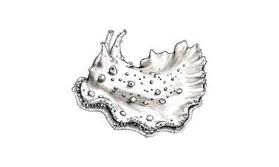 Nudibranch sea slug vintage engraving, antique marine life drawing, hand-drawn monochrome ocean creature sketch, old engraving style, trendy aquatic art, classic sea slug illustration