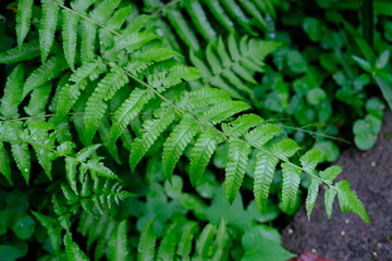Green Tropical Fern Branch with Morning Dew Drops