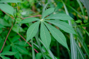 Green Tropical Plant with Six Leaves