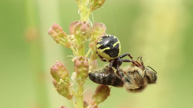 Vida y muerte en la naturaleza. Ara&ntilde;a Synema globosum  comiendose una abeja de la miel. Alcoy, Espa&ntilde;a