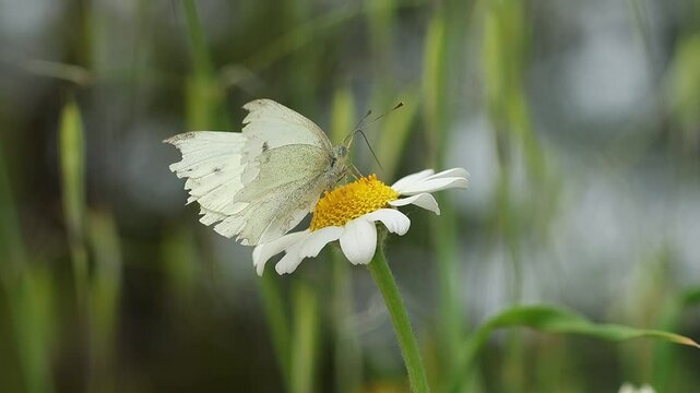 Mariposa Pieris rapae con las alas rotas en los bordes comiendo en flor de manzanilla silvestre, Alcoy, Espa&ntilde;a