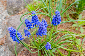 岩陰で咲く鮮青のムスカリの小群生