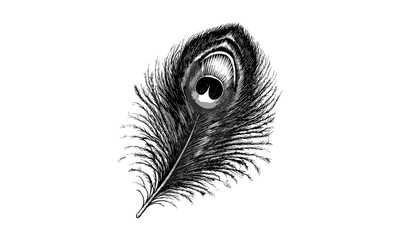 Obraz premium Vintage Hand-drawn Engraving of Peacock Feather, Monochrome Bird Etching, Exotic Bohemian Decor, Black Sketch Style, Retro Feather Illustration, Artistic Nature Print, Elegant Wall Design