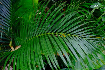 Beautiful Green Palm Leaf with Morning Dew Drops