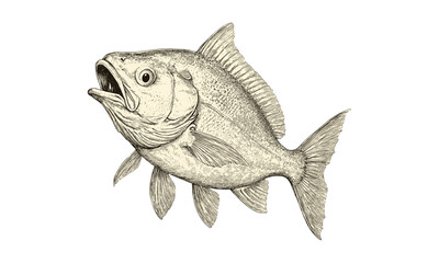 Retro hand-drawn fish engraving, vintage piranha sketch in school, monochrome aquatic life etching, trendy black sketch art, old style river and ocean decor,  natural science art