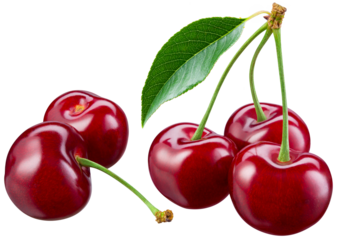 Cherry isolated png. Sour cherry on white or transparent background. Perfect retouched cherries no background. Png cherry. Full depth of field.