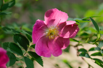 Fototapeta premium Beautiful pink flowers of Rosa pendulina in the botanical garden. the Alpine rose, mountain rose. a wild rose