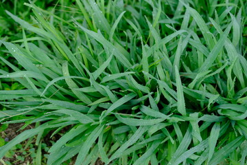 Green Grass with Morning Dew Drops