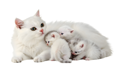 The white mother cat and her babies
