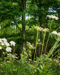 wild flowers in the forest