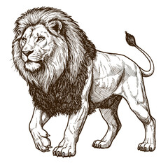 Obraz premium Lion walking in detailed sketch style