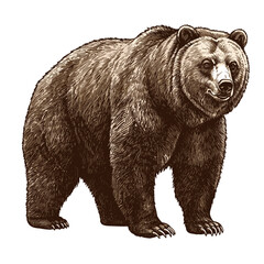 Grizzly bear standing in natural pose