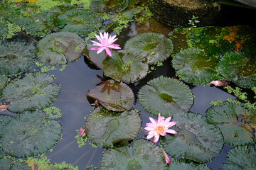 Pink Lotus Flower in Pond with Water Lilies Background