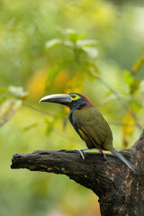 Yellow-eared toucanet, Selenidera spectabilis, is rare species of toucans in Costa Rica