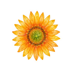 Close-up of orange sunflower head with detailed petals and green center on white.