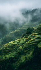 Verdant terraces emerge from misty heights a serene dance of agriculture and nature's embrace