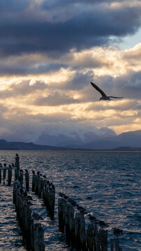 seagull on Puerto Natales Waterfront