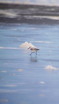 seagull on the water