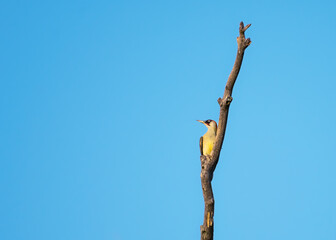 Beautiful green woodpecker perched atop a branch of a tree in a lush green outdoor field