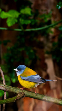 Patagonian Sierra-finch