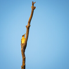 European green woodpecker