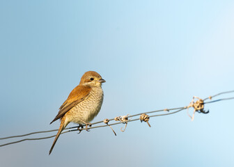 Red-backed shrike. Female. (Lanius collurio)