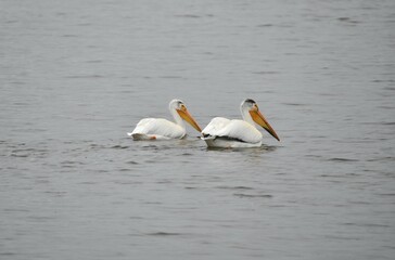 Swimming pelicans